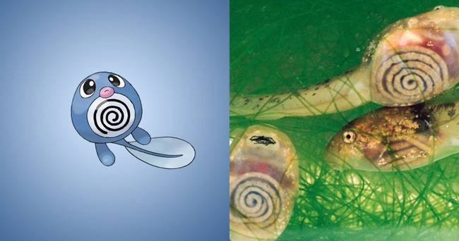 Poliwag | Áttetsző ebihal