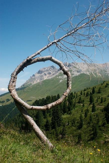 Úgy tűnik, hogy ez a fa többször is meggondolta magát.