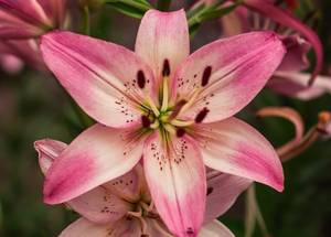 Liliom
