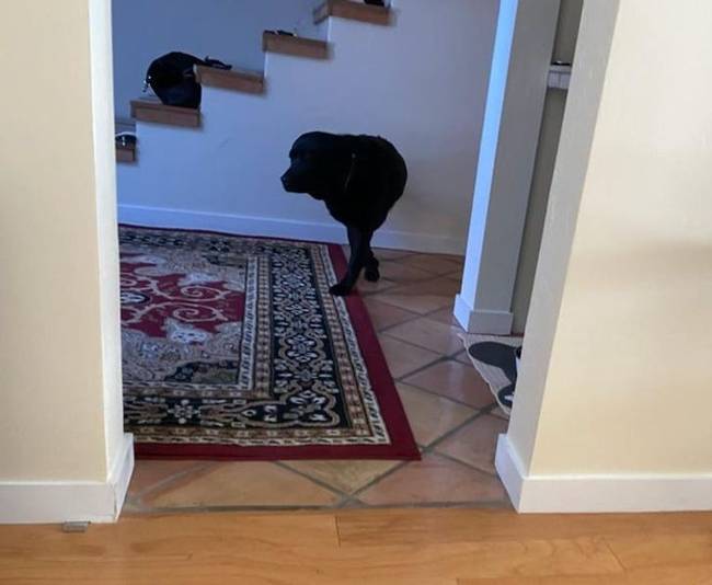 „Lefotóztam a labradoromat, miközben felkelt, és ezen a képen olyan, mintha a falból mászott volna ki."