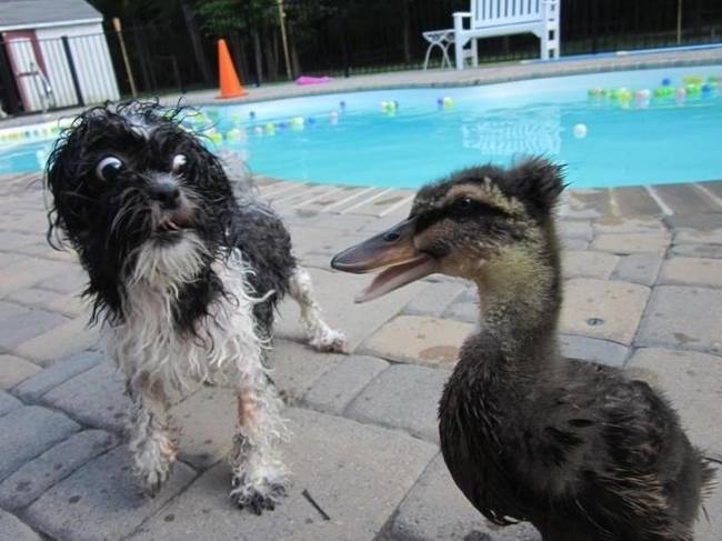 Anatidaefóbiának hívjuk azt, amikor attól félünk, hogy valahonnan egy kacsa figyel minket.