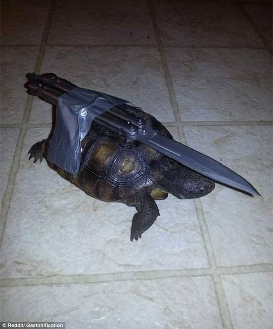 A feleség házőrző kutyát szeretett volna, az azonban túl sokba került volna…Donatello, a teknős azonban épp kéznél volt, szóval a férj gondolt egyet és házőrzővé képezte a tekit.