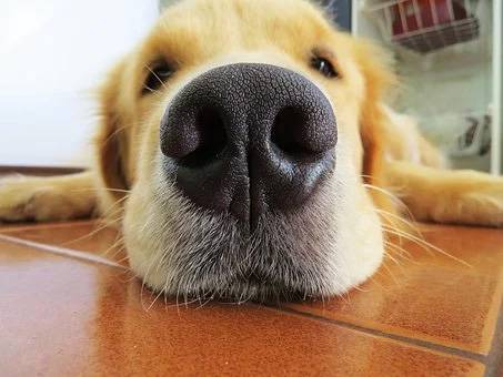 Golden Retriever!