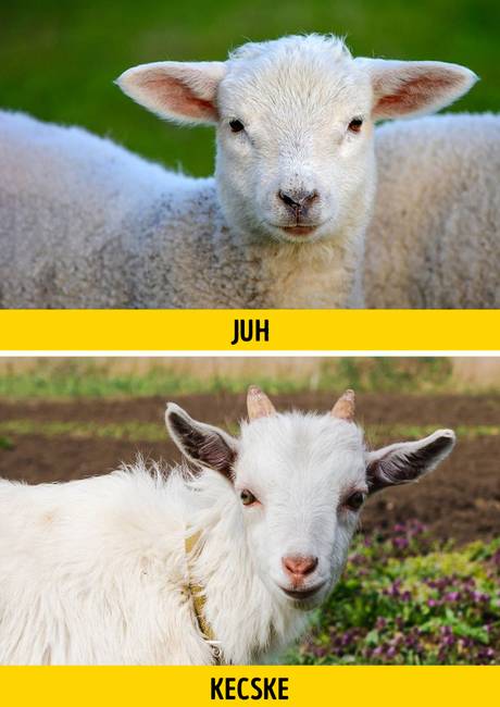 Juh vagy kecske