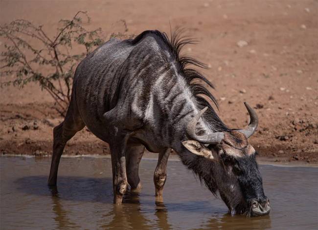 gnu