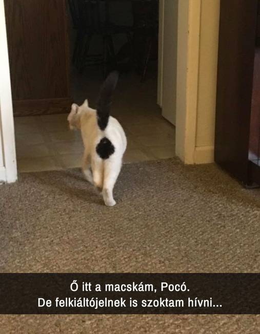 21 macskás Snapchat-üzenet, amit nem lehet kibírni nevetés nélkül