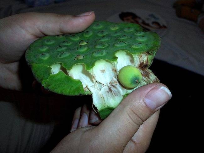 A martillo spanyolul "kalapácsot" jelent. Magjait kínai és japán desszertek és levesek készítéséhez használják.