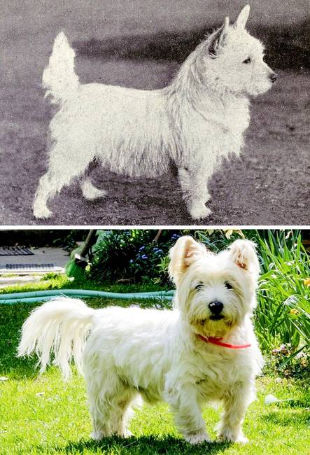 Westie (Nyugat-felföldi fehér terrier)