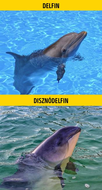 Delfin vagy disznódelfin?