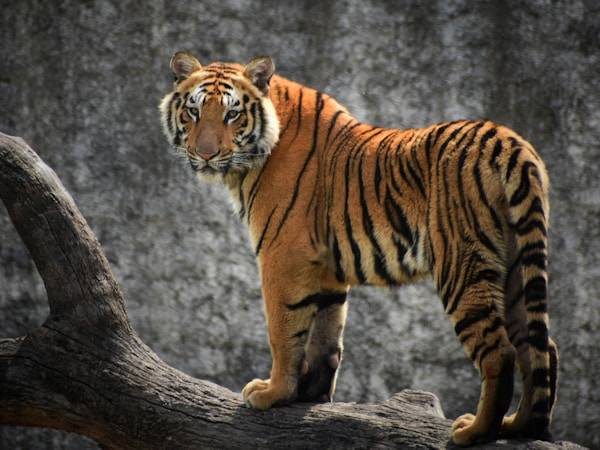 A tigris
