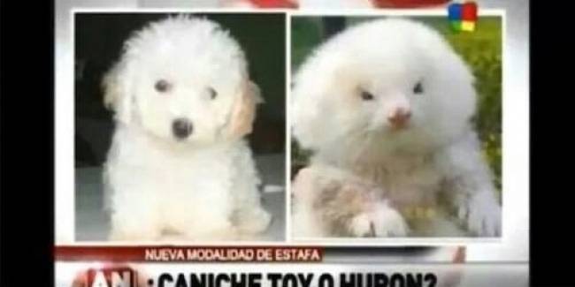 A srác egy pudlit szeretett volna vásárolni olcsón, de ehelyett egy hatalmas, szteroidokkal felpumpált vadászgörényt adtak el neki...😂