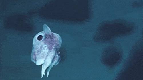 Grimpoteuthis, avagy az ún. Dumbo-polip.