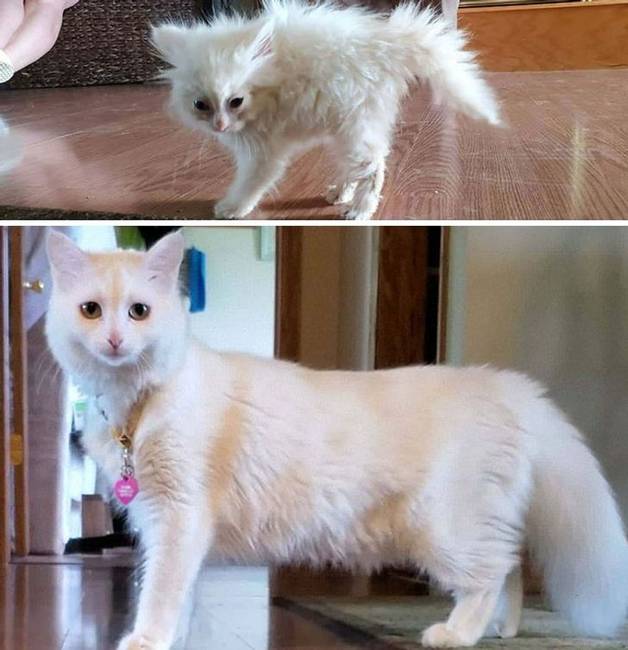 „Nimbus, a gyűrött kóbor macska szupermodellé változott."
