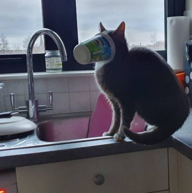 „Ismerd meg a macskámat, Scampi-t."