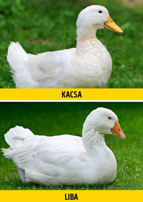 Kacsa vagy liba