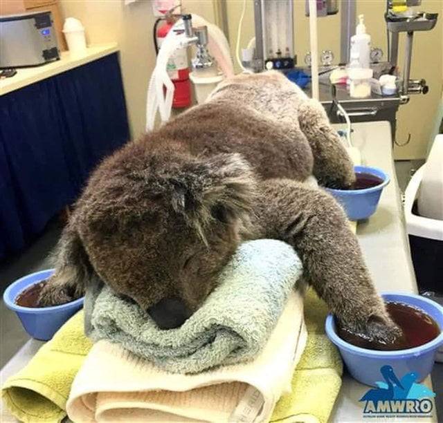Kezelés alatt álló koala, ami az ausztrál erdőtüzekben szenvedett égési sérüléseket a mancsain.