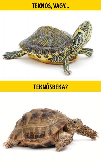 Teknős vagy teknősbéka?