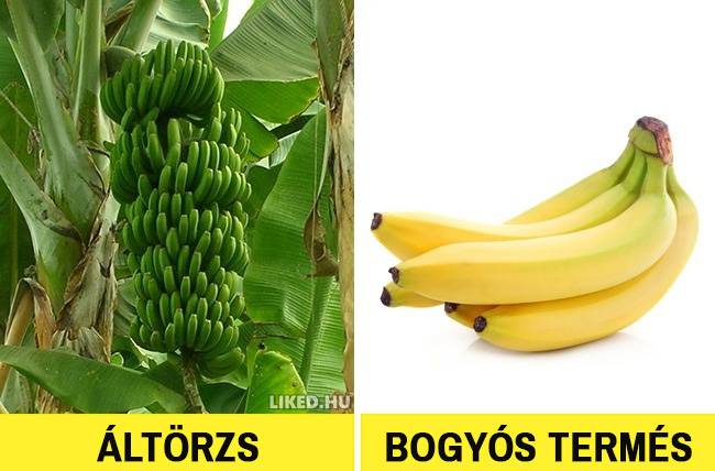 Bár sokan azt hinnénk, a banán valójában nem pálmafán, hanem az egymásra borult leveleiből kialakult áltörzsén terem. Ha pedig itt tartunk: a banán - mint olyan - bogyós termésnek számít.