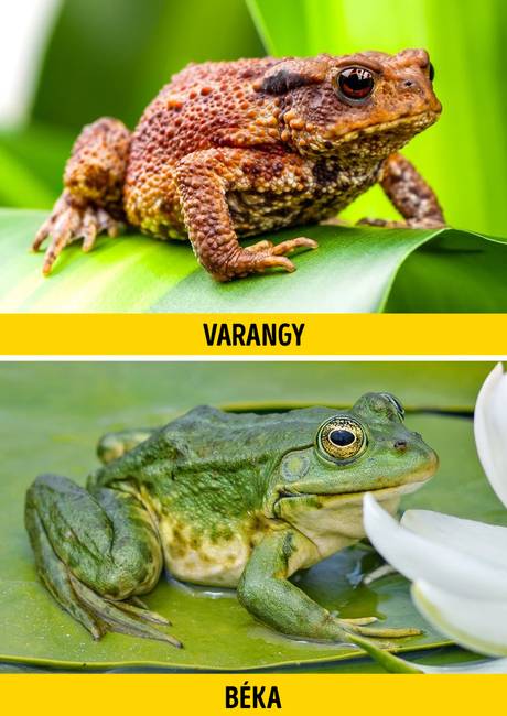 Varangy vagy béka