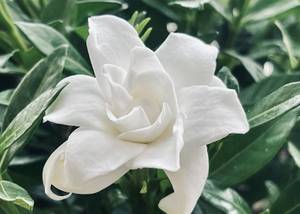 Gardénia