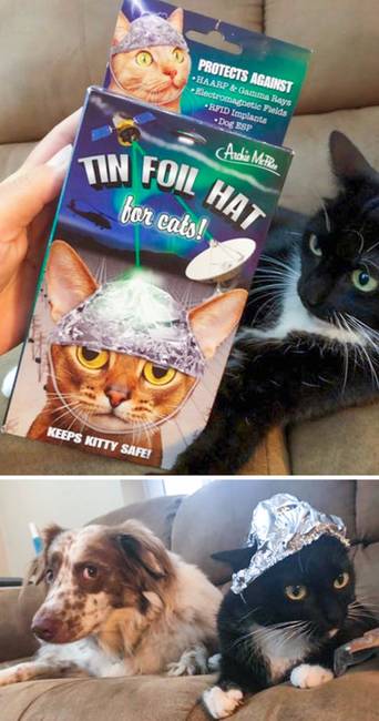 „Végül, Kitty biztonságban van! Most kellene egy a kutyának is.”