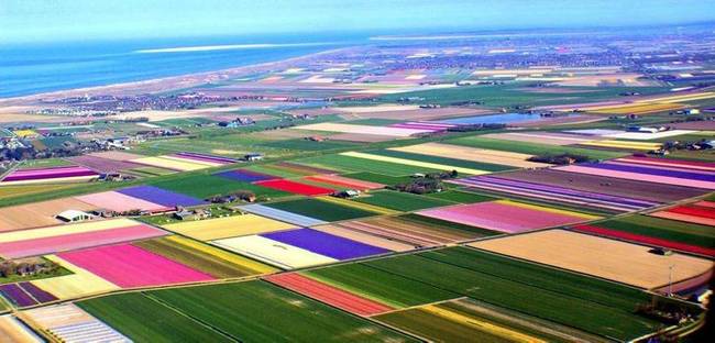 Végezetül: Hollandia nem a tulipánok szülőhelye