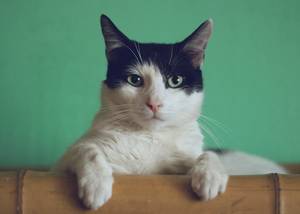 Macska