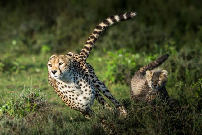 gepard