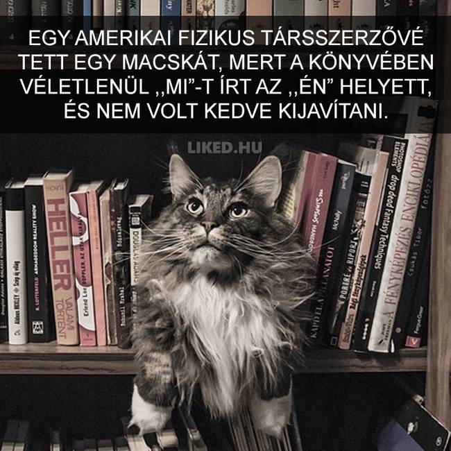 15 meghökkentő tény a macskákról, amit valószínűleg Te sem tudtál korábban