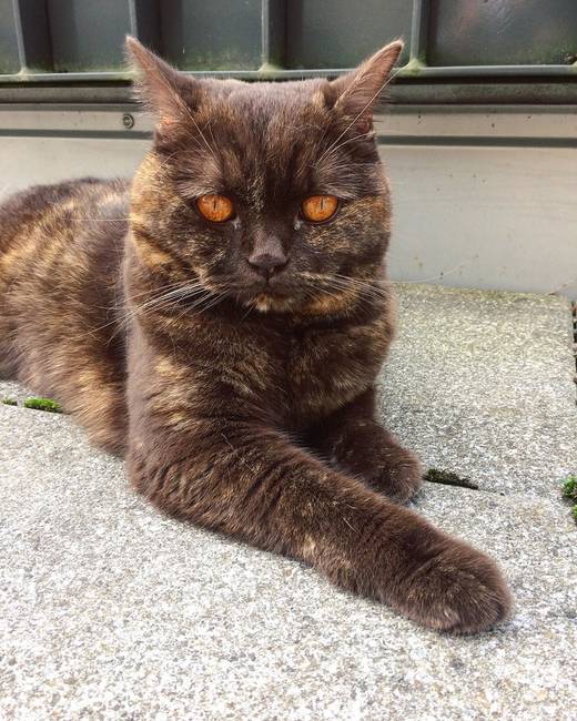 „Ma találkoztam egy Szauron-szemű macskával." Gyönyörű 😍