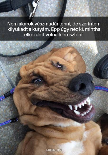 16 kutyás Snapchat-üzenet, ami kétségkívül jobb hellyé tette az internetet