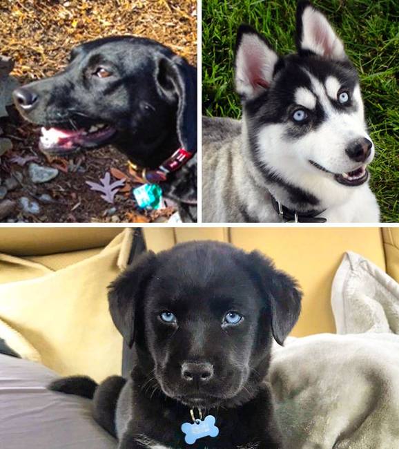 Labrador + Husky