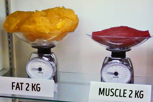 2 kg zsír vs. 2 kg izom.