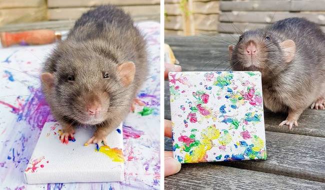 Gibbs, a patkány egy igazi művész. Különleges vászonfestményeit az Etsy-n árulják.