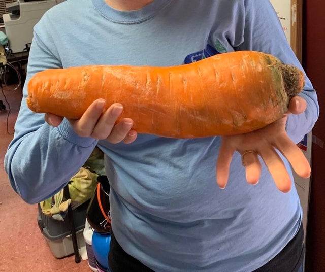 Semmi különös, csak egy több mint két kilós sárgarépa.