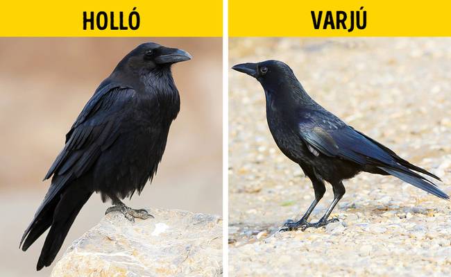 Holló vs varjú