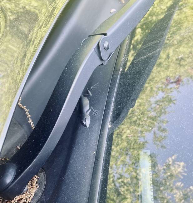 Ezen az autón egy kis gyík rejtőzik az ablaktörlő alatt.
