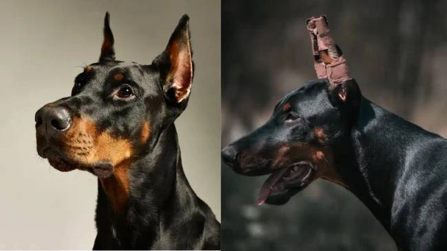 Miért hagyta abba a rendőrség a dobermannok alkalmazását: Mi a baj a fajtával?