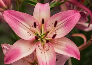 Liliom