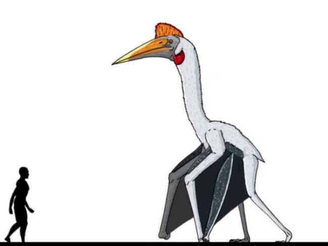A Quetzalcoatlus-ok szárhossza a 10 métert is elérte, repülés közben pedig a zsákmányként elejtett 30 kilogrammos dínókat is gond nélkül elbírta.