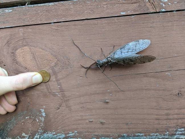 Ez a hatalmas rovar egy keleti dobson légy (Corydalus cornutus). Csak nézd meg, mekkora.