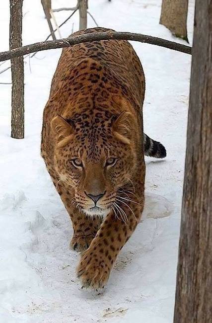 Ez egy jaglion - egy jaguár és egy oroszlán keresztezéséből létrehozott hibrid állat.