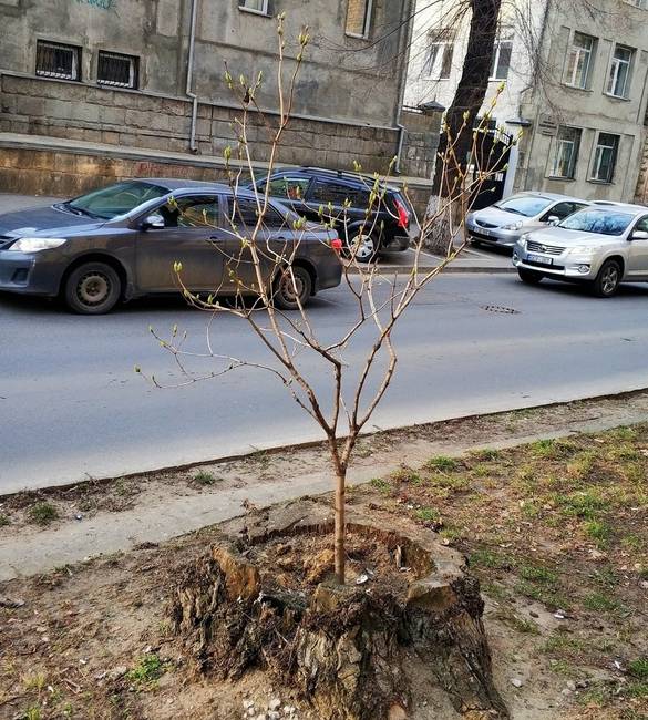 Így néz ki egy fa második élete.