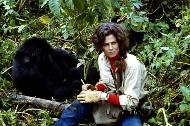 Sigourney Weaver megtanult ''beszélni a gorillák nyelvén'' az 1988-as Gorillák a ködben című filmhez.