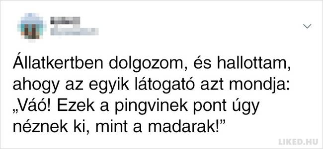 Pingvinek úgy néznek ki, mint a madarak