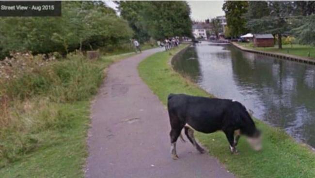 A Google Earth tudja, hogy a teheneknek is vannak jogai... :D