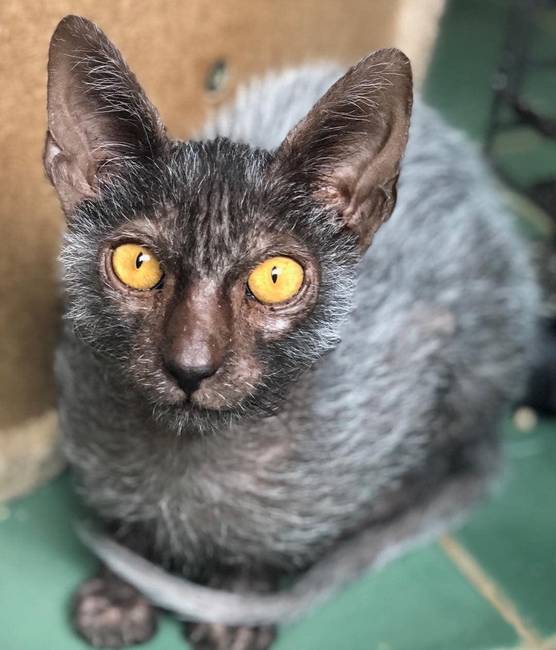 Lykoi