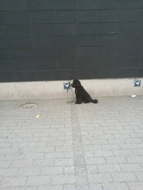 Finnországban a szupermarketek bejárata mellett parkolóhely van a kutyáknak.