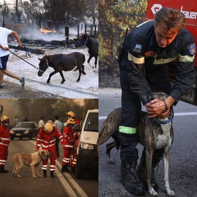 „A belvárosi tóban láttam.''
