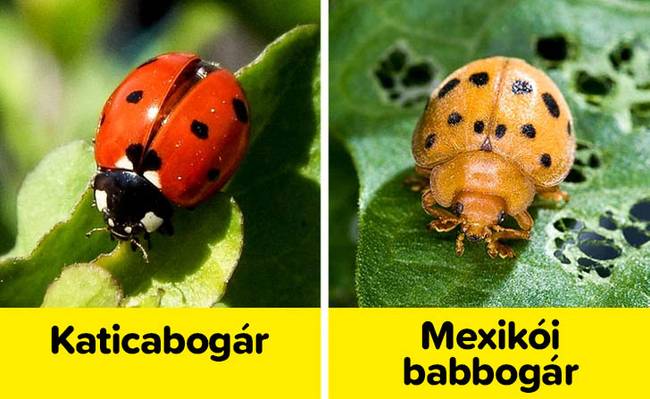 Katica és mexikói babbogár